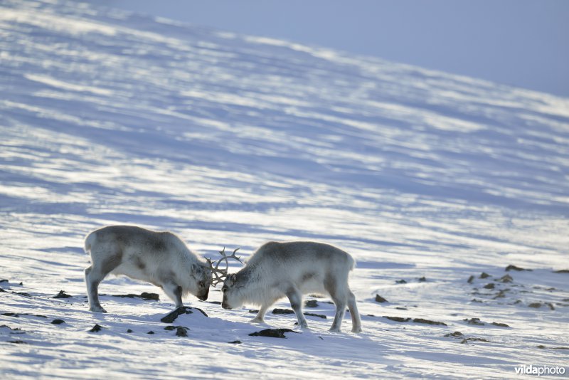 Spitsbergen-Rendier