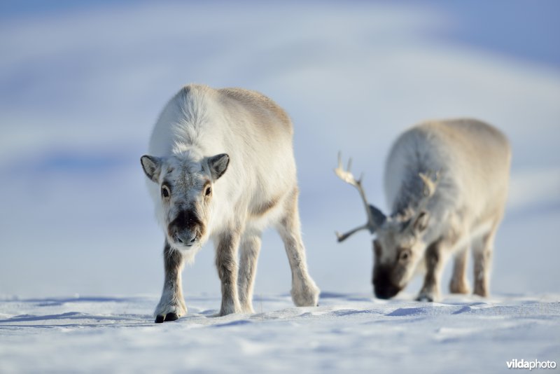 Spitsbergen-Rendier