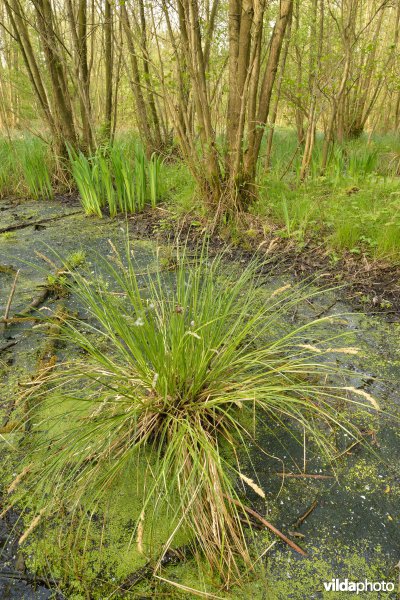 KBR polder: Elzenbroekbossen