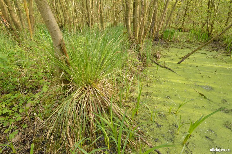 KBR polder: Elzenbroekbossen