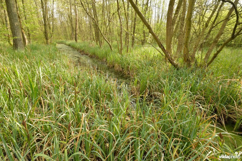 KBR polder: Elzenbroekbossen