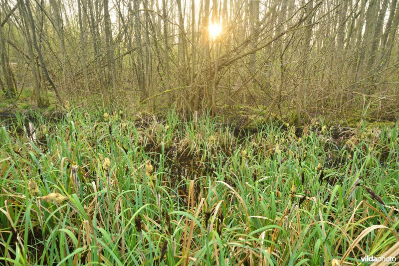 KBR polder: Elzenbroekbossen