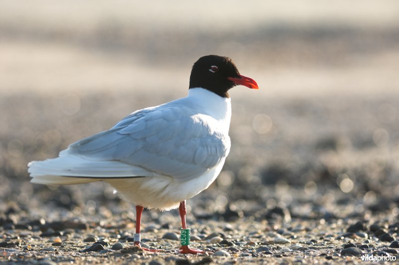 Zwartkopmeeuw met kleurring