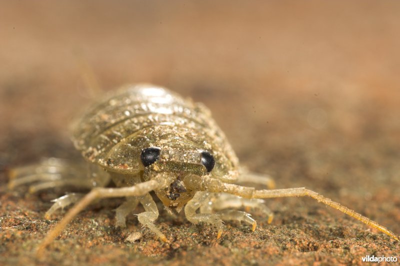 Zeepissebed in close-up