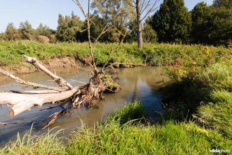 Rivierwerking door een omgevallen boom