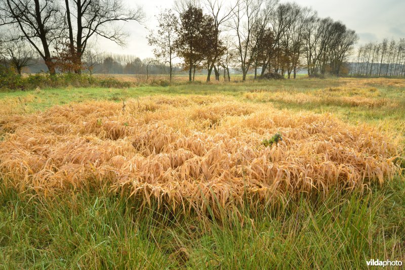 Vallei van de Grote Nete