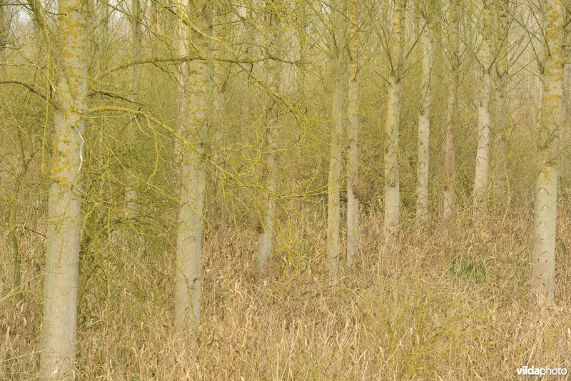 Vlassenbroekse polders