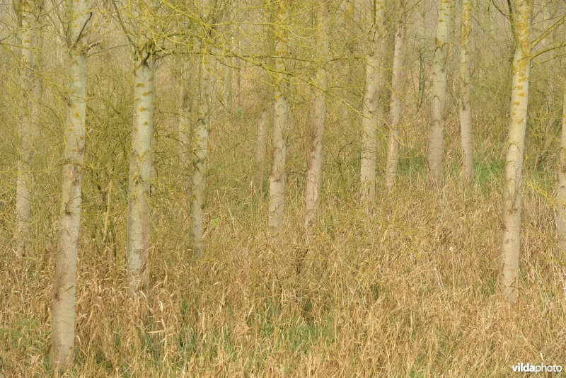 Vlassenbroekse polders