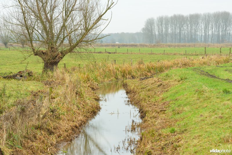 Kalkense meersen: Vingelinkbeek