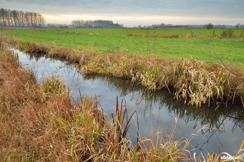 Kalkense meersen: Scherenmeersen