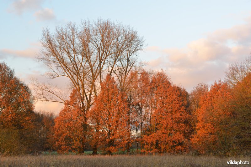 Grote Netevallei