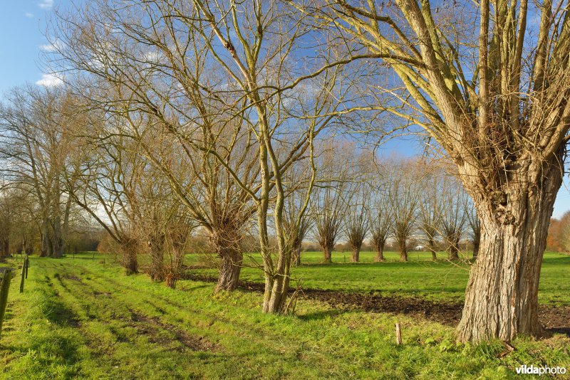 Knotwilgen in de Dorent