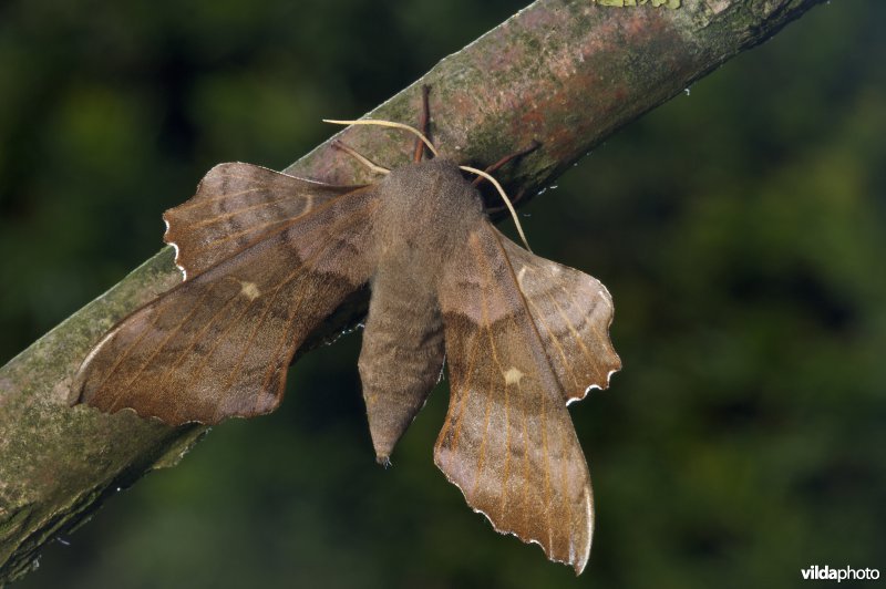 Populierenpijlstaart