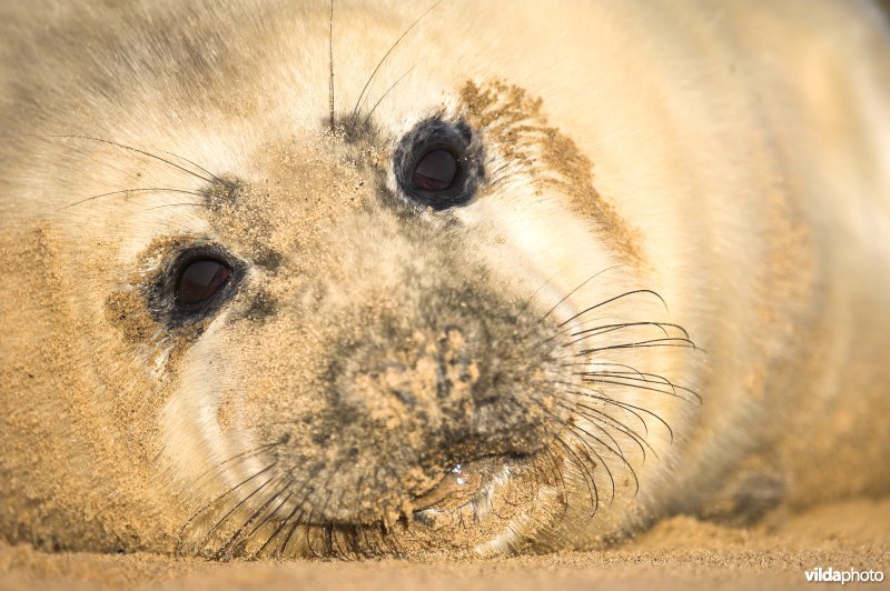 Pup van Grijze zeehond