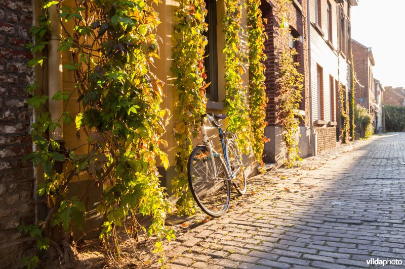 Wingerd in het avondlicht