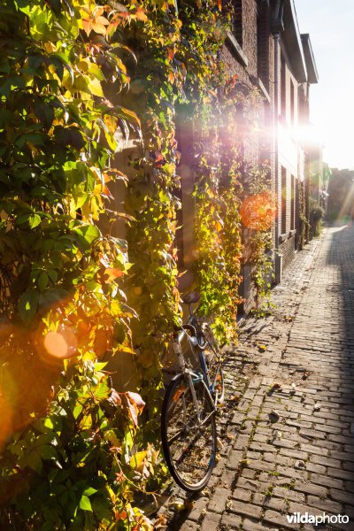 Wingerd in het avondlicht