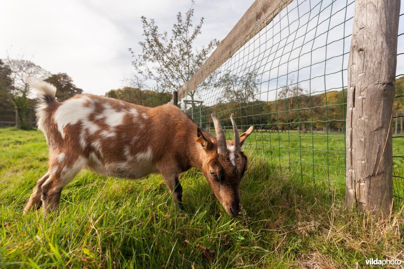Geitje in de kinderboerderij van Kiewit