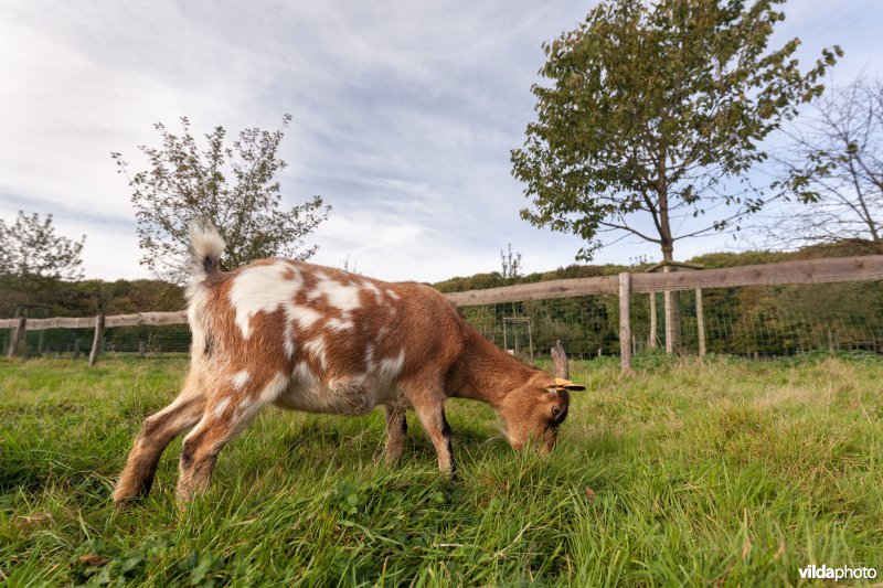 Geitje in de kinderboerderij van Kiewit