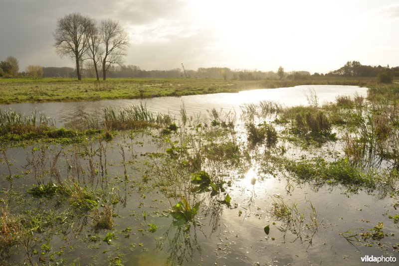 Bergenmeersen bij springtij