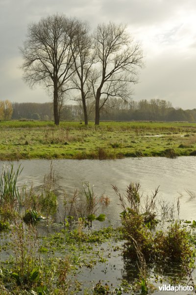 Bergenmeersen 