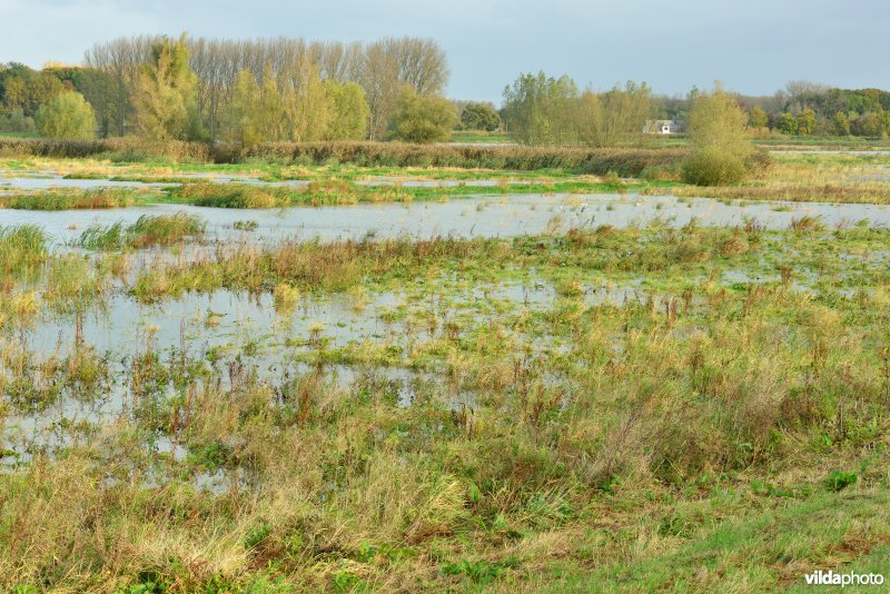 Bergenmeersen bij springtij