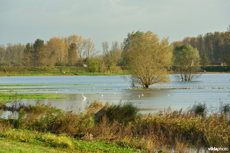 Overstroomde Paardeweide