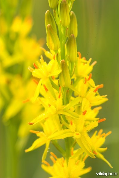 Bloem van beenbreek