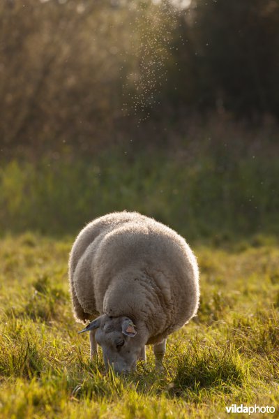 Schapenbegrazing