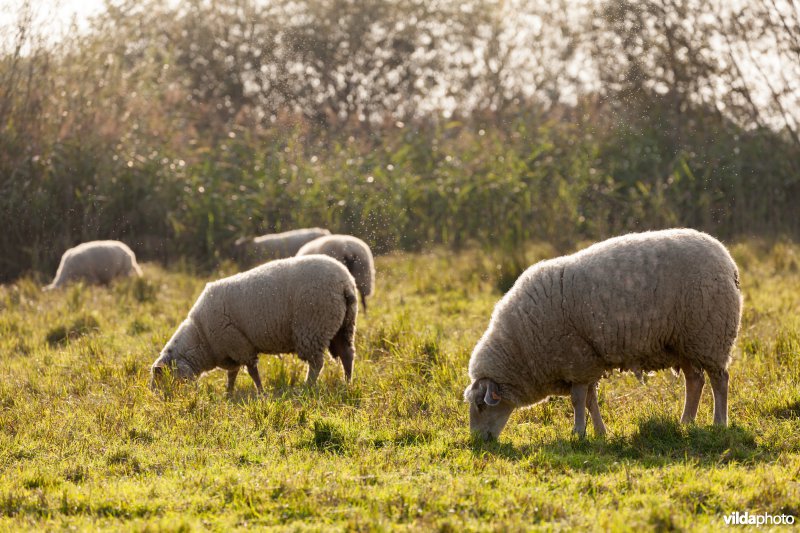 Schapenbegrazing