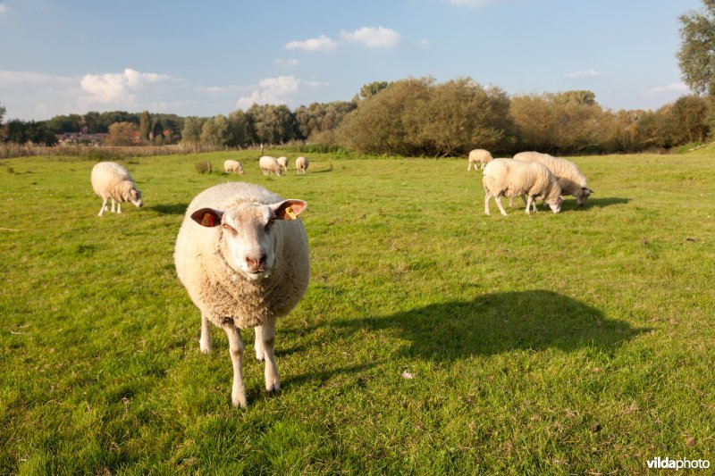 Schapenbegrazing