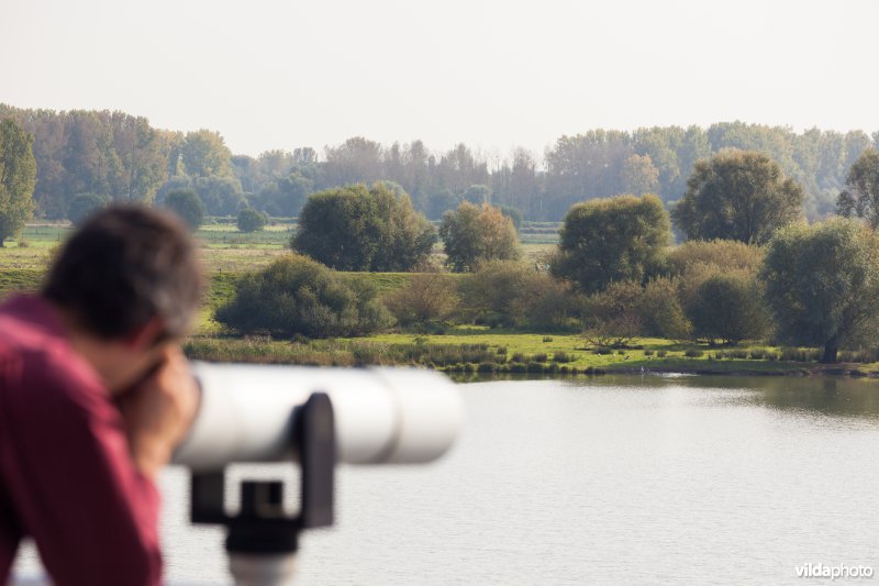 Vogels kijken vanop het dak van het Vloot