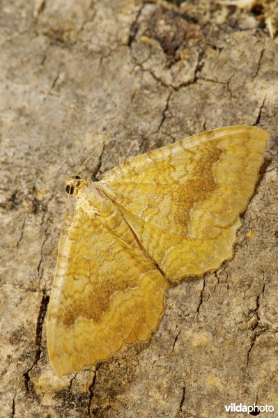 Gestreepte goudspanner