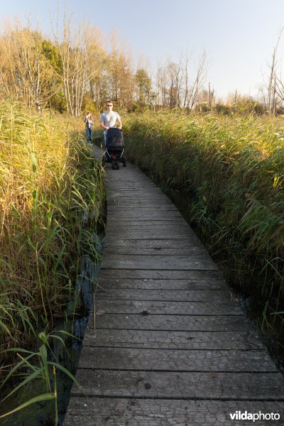 Plankenpad door het riet