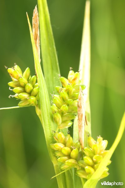 Bleke zegge