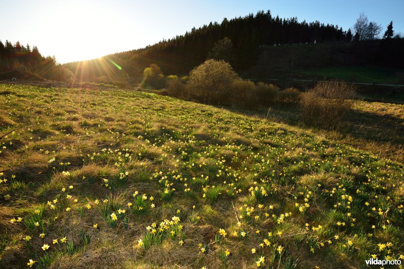 Narcissen in het Holzwarchedal