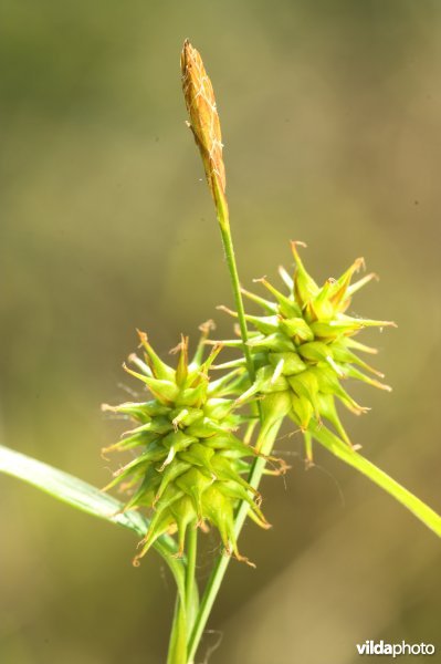 Geelgroene zegge