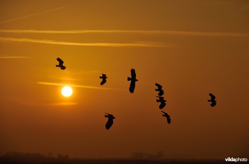 Kievitten in vlucht