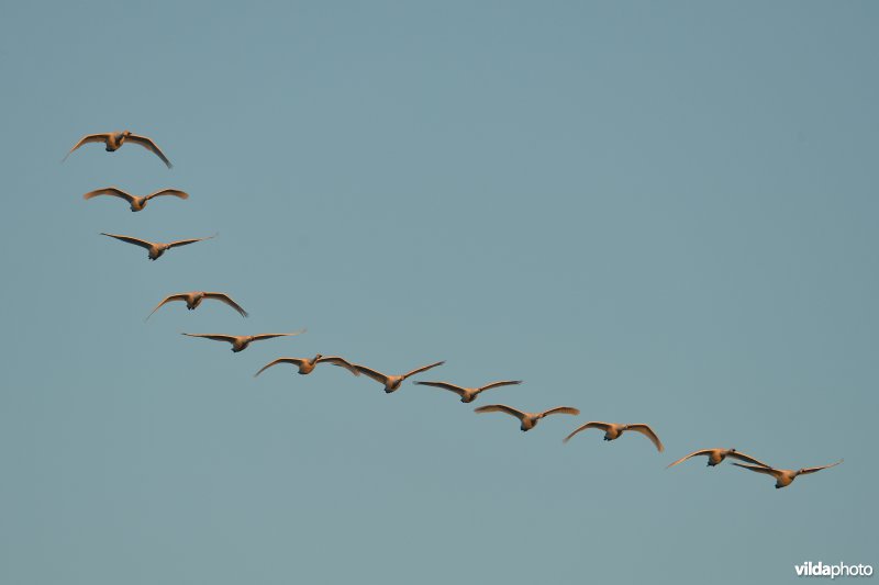 Kleine zwanen in vlucht