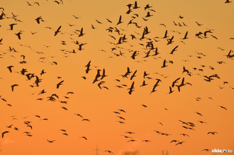 Kleine rietganzen in de polders