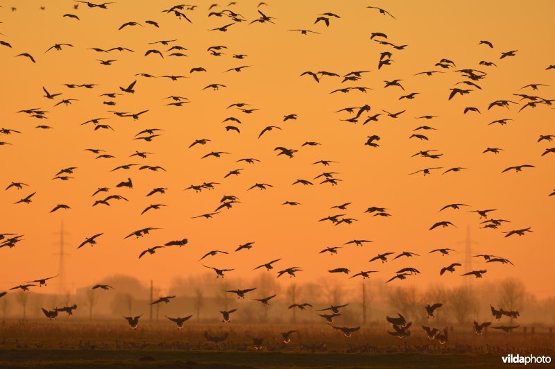 Kleine rietganzen in de polders