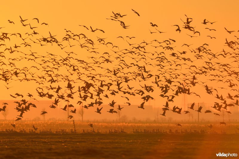 Kleine rietganzen in de polders
