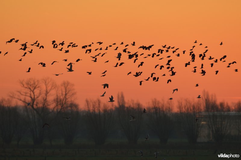 Bourgognepolder 