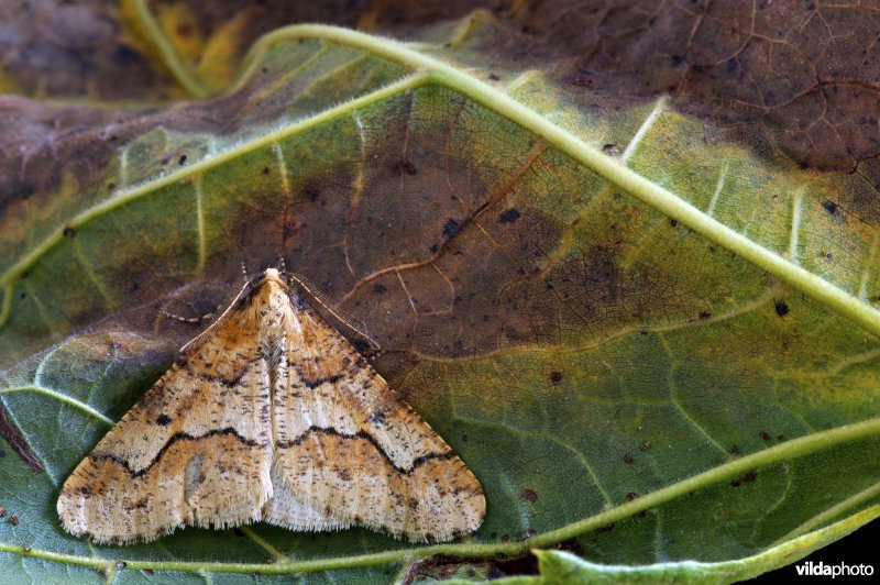 Grote wintervlinder