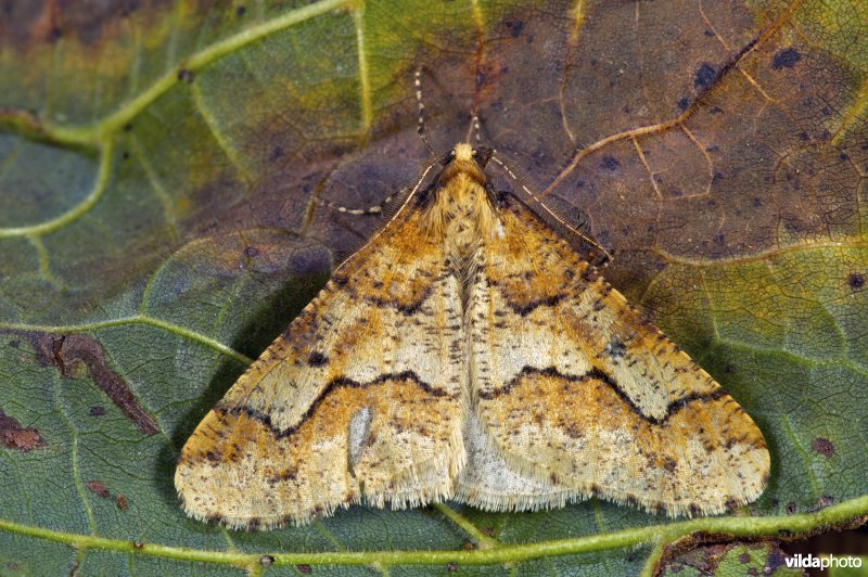 Grote wintervlinder