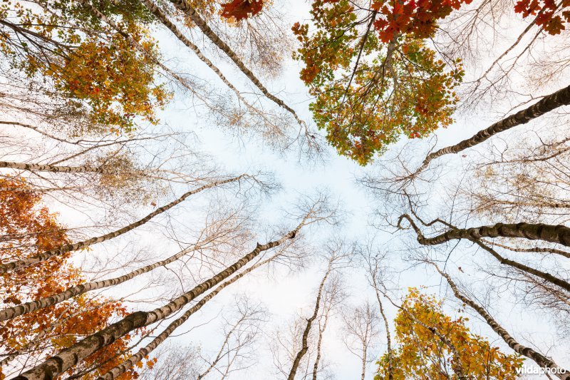 Blik op boomkruinen in de herfst