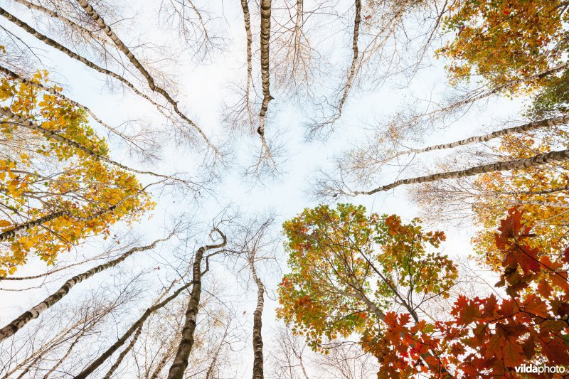 Blik op boomkruinen in de herfst