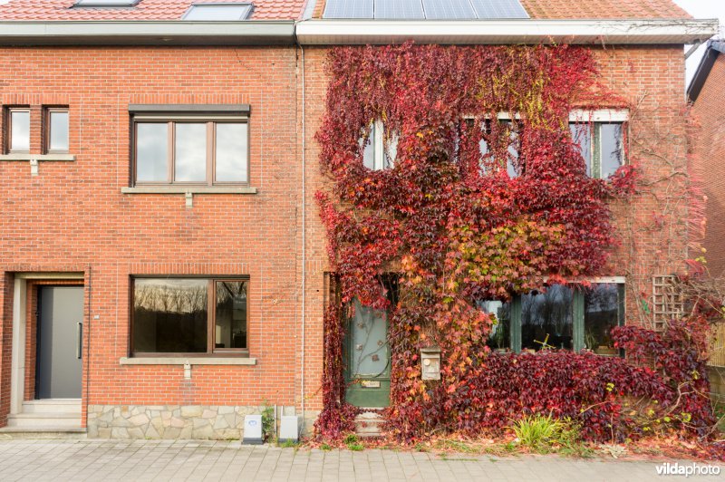 Wingerd met herfstkleuren