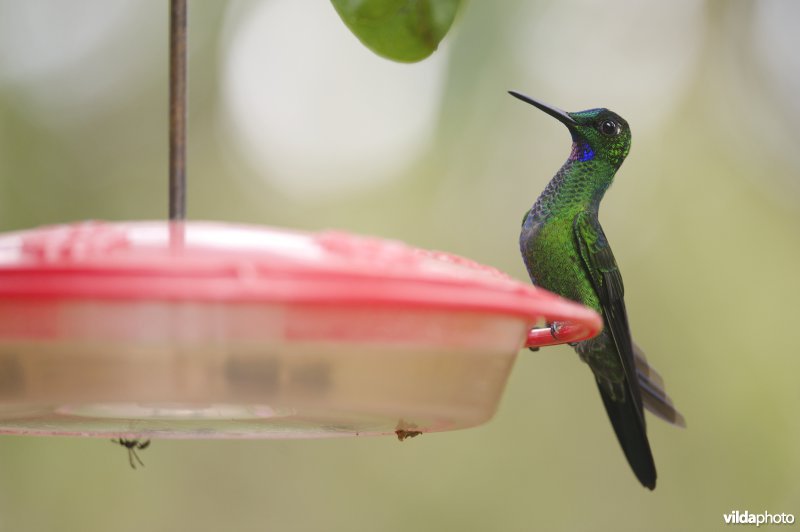 Groenkruinbriljantkolibrie aan feeder