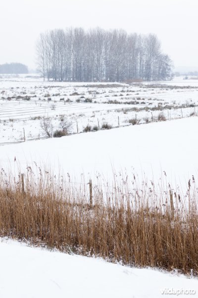 Ondergesneeuwde graslanden