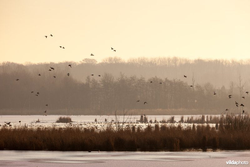 Drukte boven het meer
